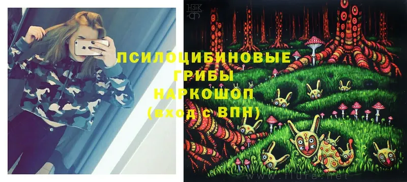 где продают наркотики  Ладушкин  Галлюциногенные грибы Psilocybe 